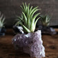Amethyst Crystal and Live Air Plant