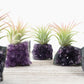 Amethyst Crystal and Live Air Plant