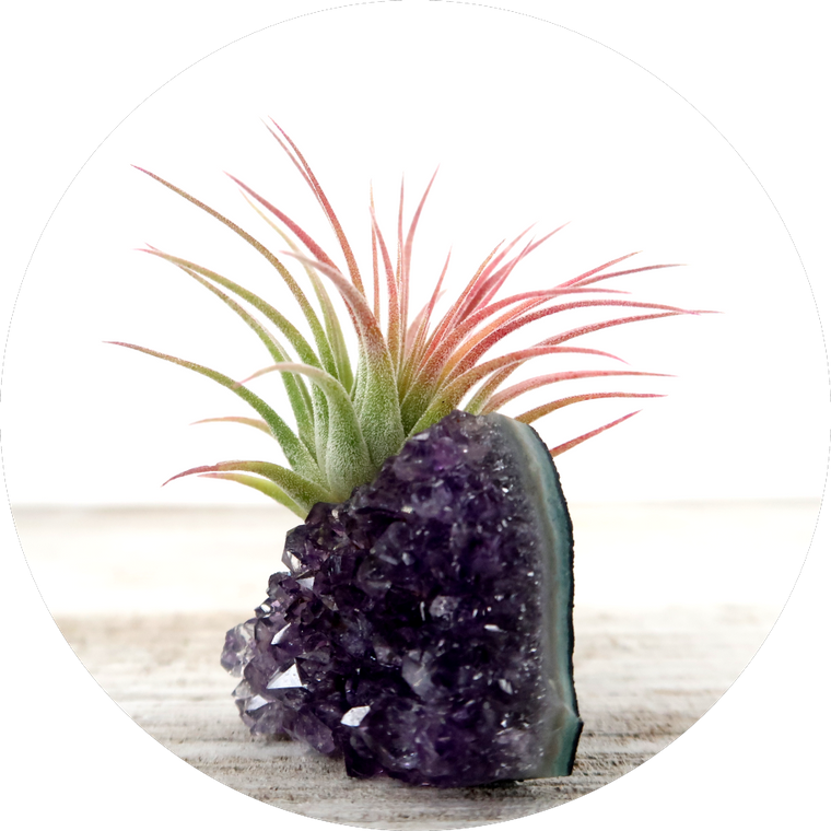 Amethyst Crystal and Live Air Plant