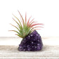 Amethyst Crystal and Live Air Plant